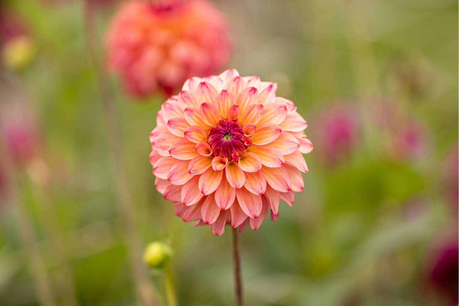 Dahlia 'Belfloor'